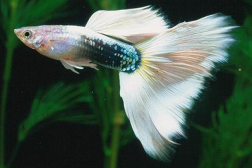 Guppies Online, guppy fish guppy fish tank guppy fish food